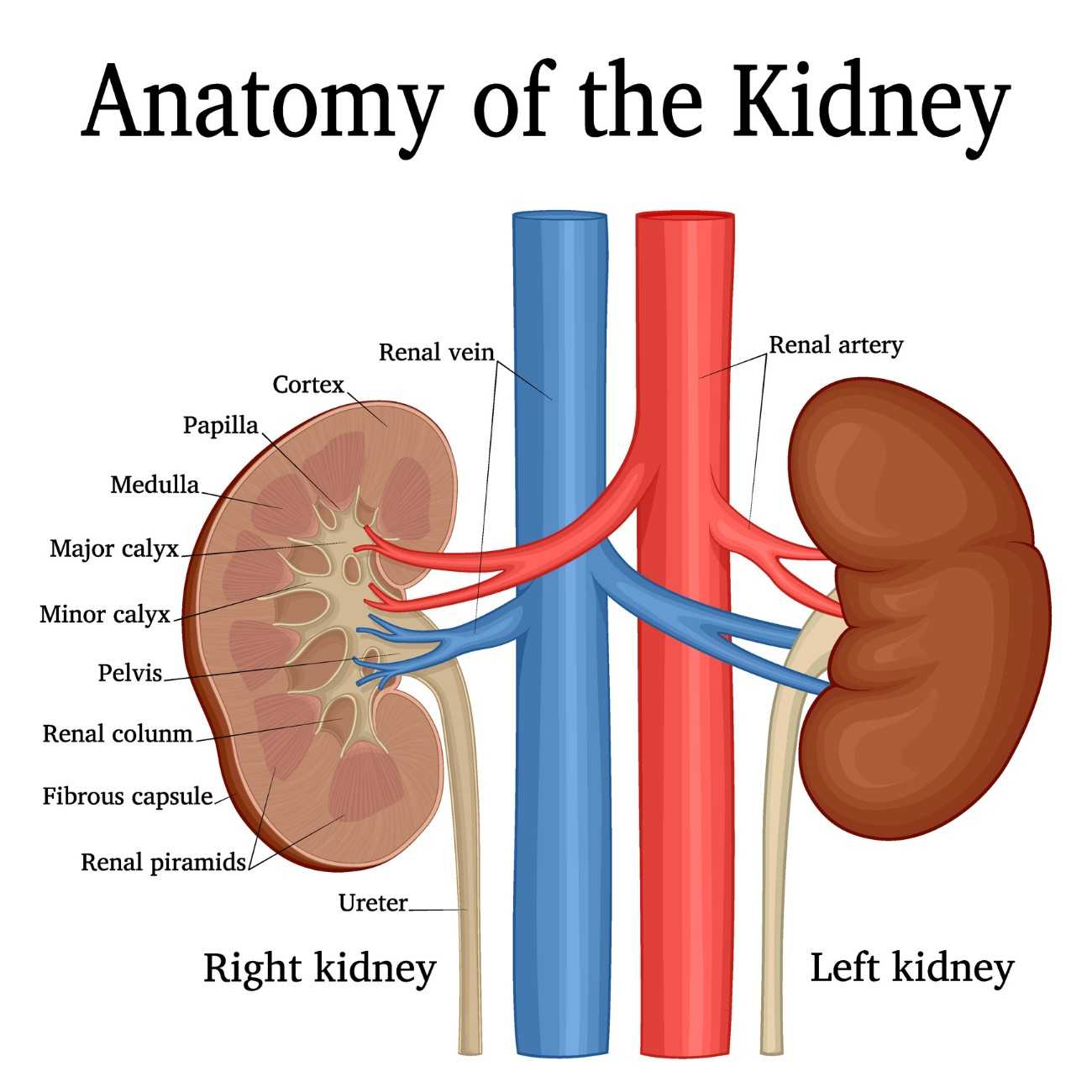 Anatomy of the Kidney at ReVaMP Heart & Vascular Institute
